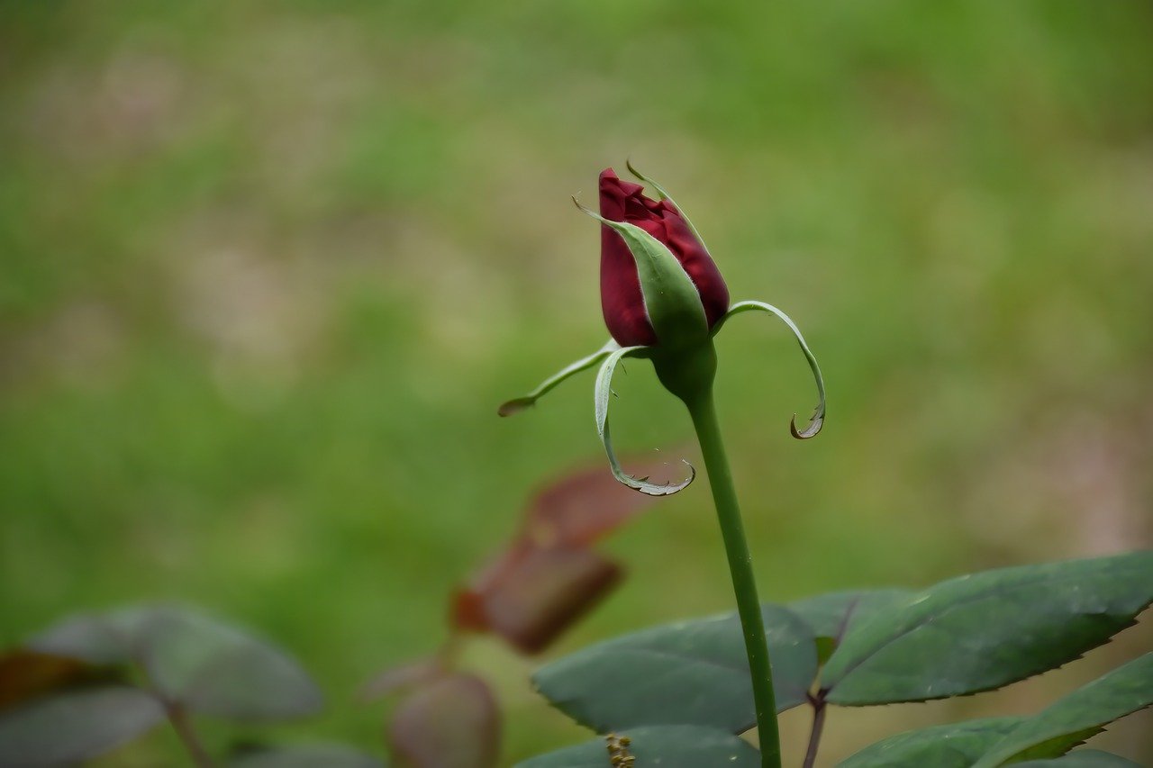 Maintaining Beautiful Roses All Year Round